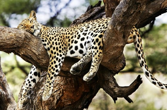 Tsavo West National Park